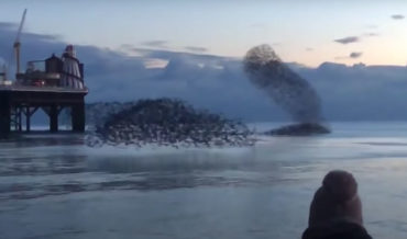 Whoa: Bird Murmurations Over Water Don’t Even Look Real