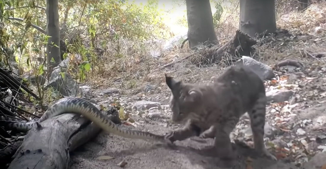 There Can Be Only One: Bobcat Vs Rattlesnake