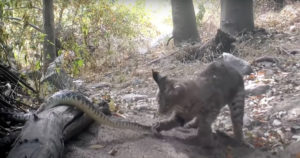 There Can Be Only One: Bobcat Vs Rattlesnake