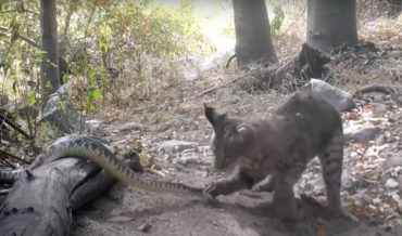 There Can Be Only One: Bobcat Vs Rattlesnake