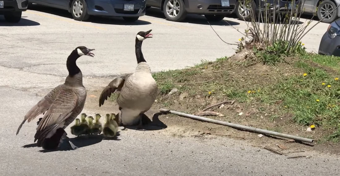 Canadian Geese Parents Protect Goslings From Hawk