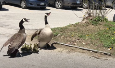 Canadian Geese Parents Protect Goslings From Hawk