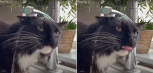 Nailed It: Cat Fails Miserably At Drinking From Kitchen Faucet