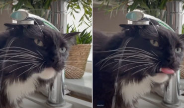 Nailed It: Cat Fails Miserably At Drinking From Kitchen Faucet
