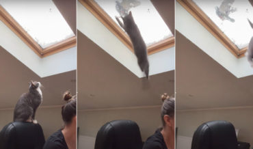 Access Denied: Cat’s Attempt To Grab Pigeon Foiled By Skylight