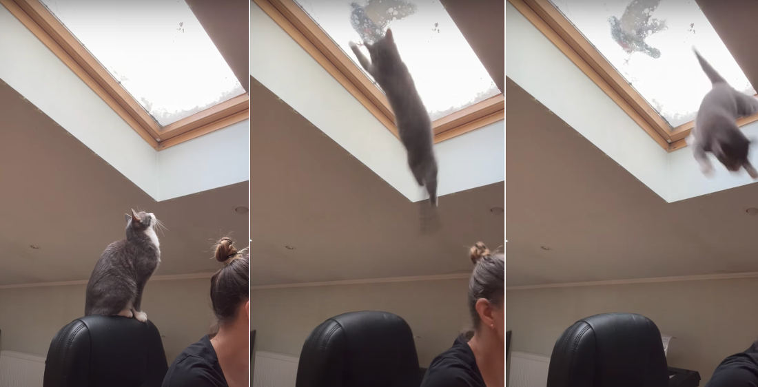 Access Denied: Cat’s Attempt To Grab Pigeon Foiled By Skylight