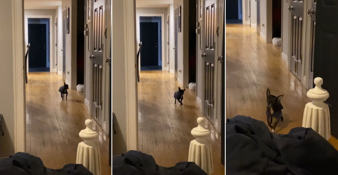 Awww: One-Eyed Special Needs Rescue Chihuahua’s Incredible Dance-Walk