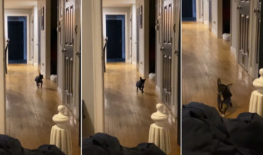 Awww: One-Eyed Special Needs Rescue Chihuahua’s Incredible Dance-Walk