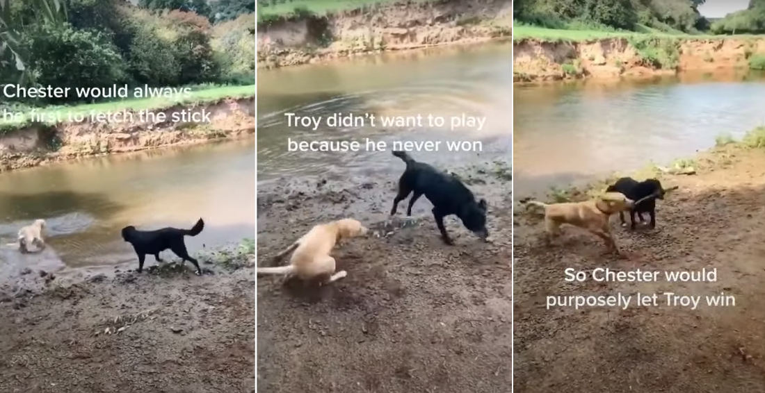 Dog Lets Friend Win At Fetch So He’ll Keep Playing