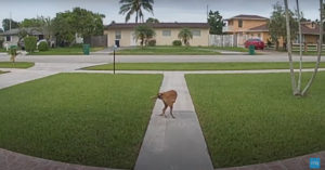 Doorbell Cam Captures Dog Trying To Walk Itself By Biting Its Tail