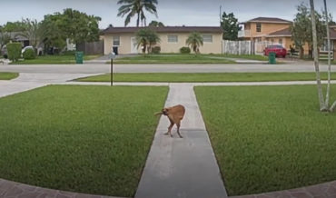 Doorbell Cam Captures Dog Trying To Walk Itself By Biting Its Tail