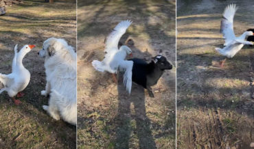 BFFs: Goose Protects Dog Friend From Goat