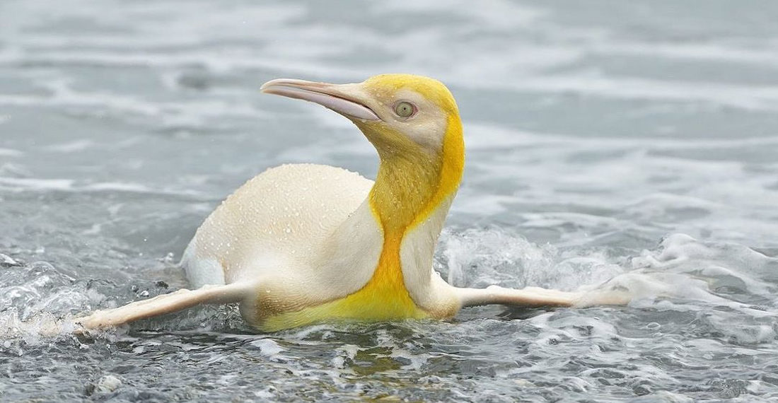 Nature Photographer Captures Images Of ‘Never Before Seen’ Leucistic Penguin