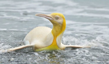 Nature Photographer Captures Images Of ‘Never Before Seen’ Leucistic Penguin