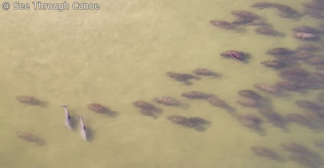 100+ Manatees Spotted Partying With Dolphins In Florida