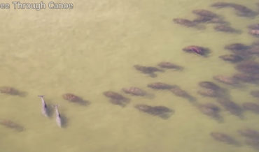 100+ Manatees Spotted Partying With Dolphins In Florida