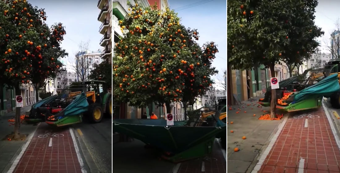 Video Demonstration Of An Orange Harvesting Machine In Valencia, Spain