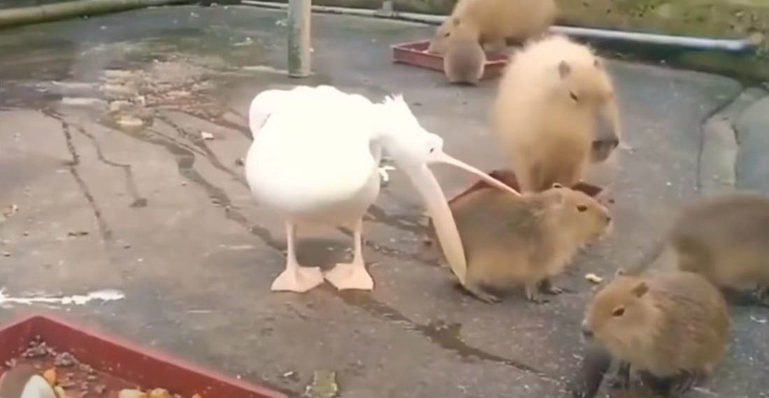 Pelican With Eyes Bigger Than Its Stomach Tries And Fails To Eat A Whole Capybara