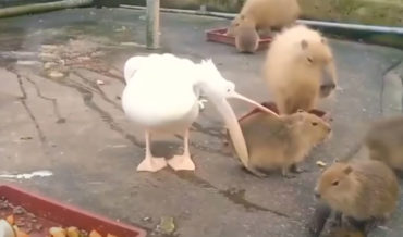 Pelican With Eyes Bigger Than Its Stomach Tries And Fails To Eat A Whole Capybara