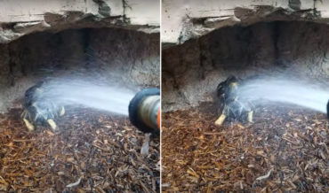 Awww: Little Tortoise Shakes Her Rump When She Gets A Shower