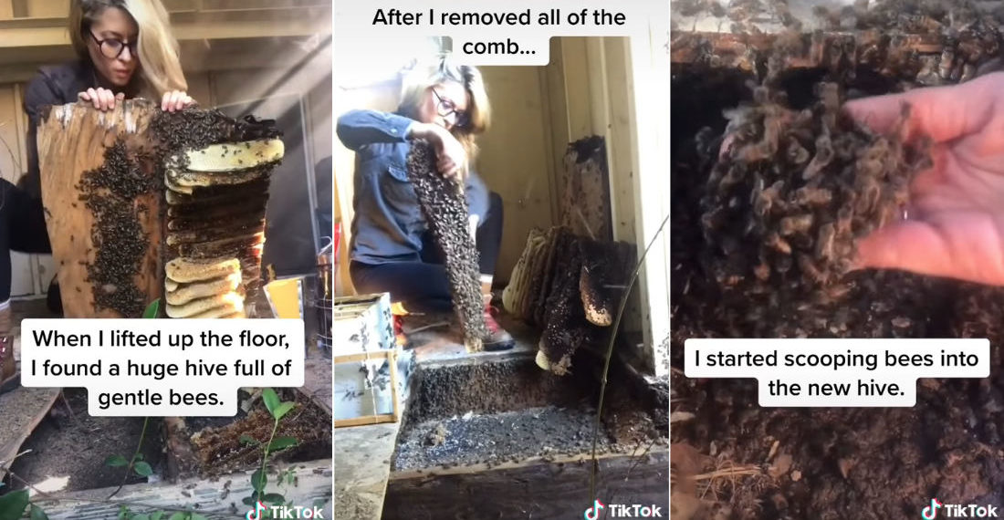 Professional Beekeeper Details Her Rescue Of Massive Bee Colony Under Shed