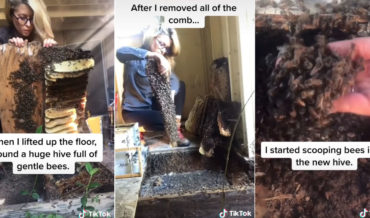 Professional Beekeeper Details Her Rescue Of Massive Bee Colony Under Shed
