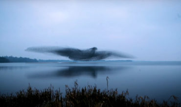Murmuration Of Starlings Make A Giant Bird Shape
