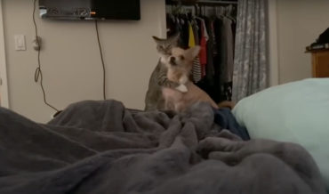 Shhhhh!: Cat Leaping Hugs Howling Dog To Shush It