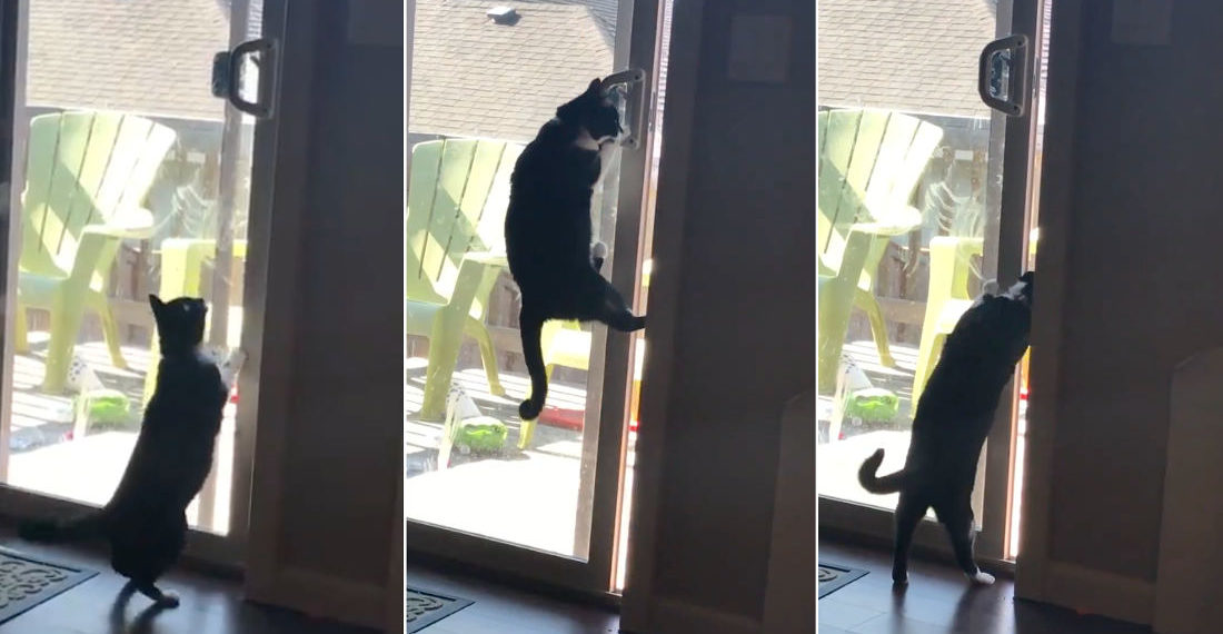 Ninjas Are Everywhere: Cat Opens Sliding Glass Door