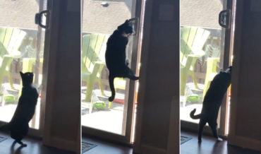 Ninjas Are Everywhere: Cat Opens Sliding Glass Door