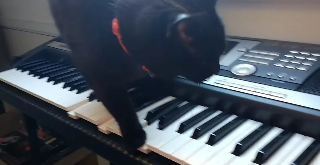 Black Cat Walking Across Keyboard Performs Horror Movie Soundtrack
