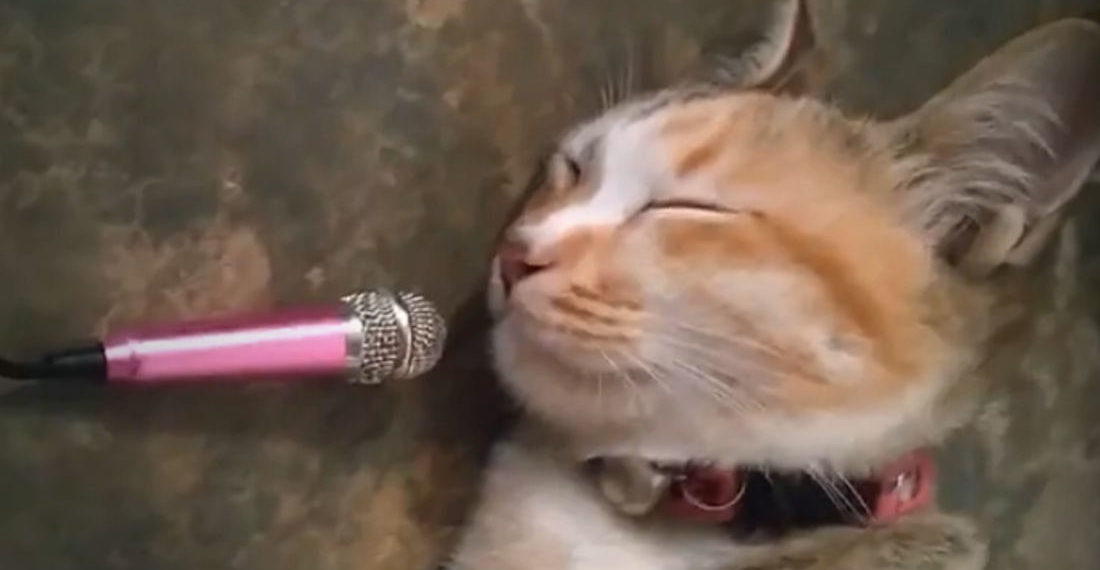 Sleeping Cat Snores Into Voice-Changing Microphone