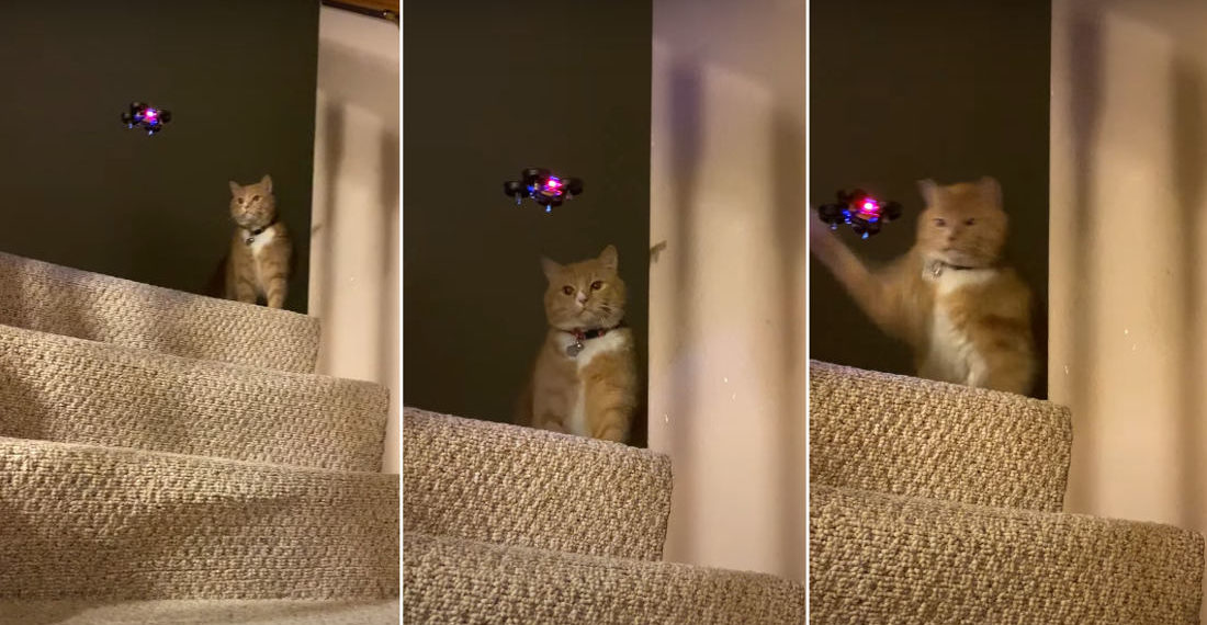 Not In My House!: Cat Takes Out Mini Drone