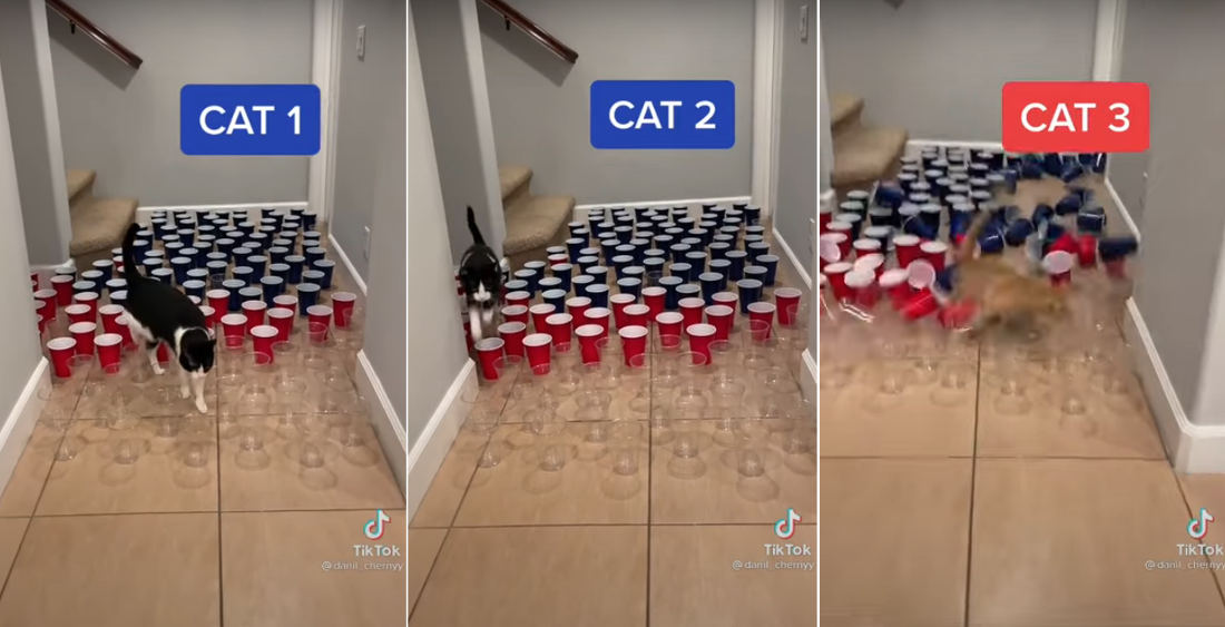 3 Different Cats Attempt To Navigating A Plastic Cup Minefield
