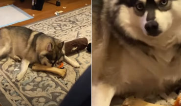 I Feel You: Dog Shakes Head No When Asked If It’s Okay