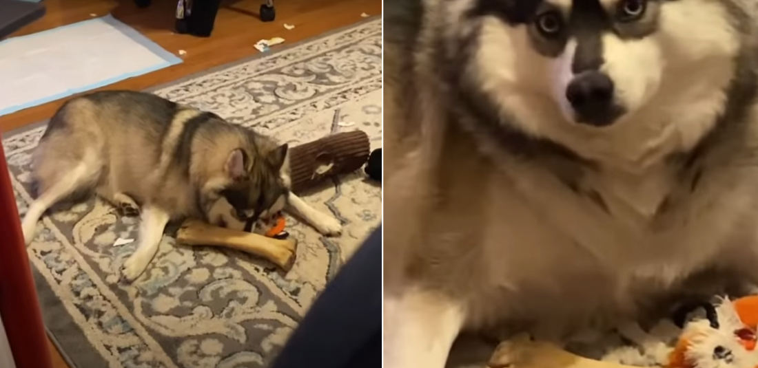 I Feel You: Dog Shakes Head No When Asked If It’s Okay
