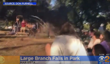 Giant Falling Tree Branch Almost Crushes Band During Park Concert