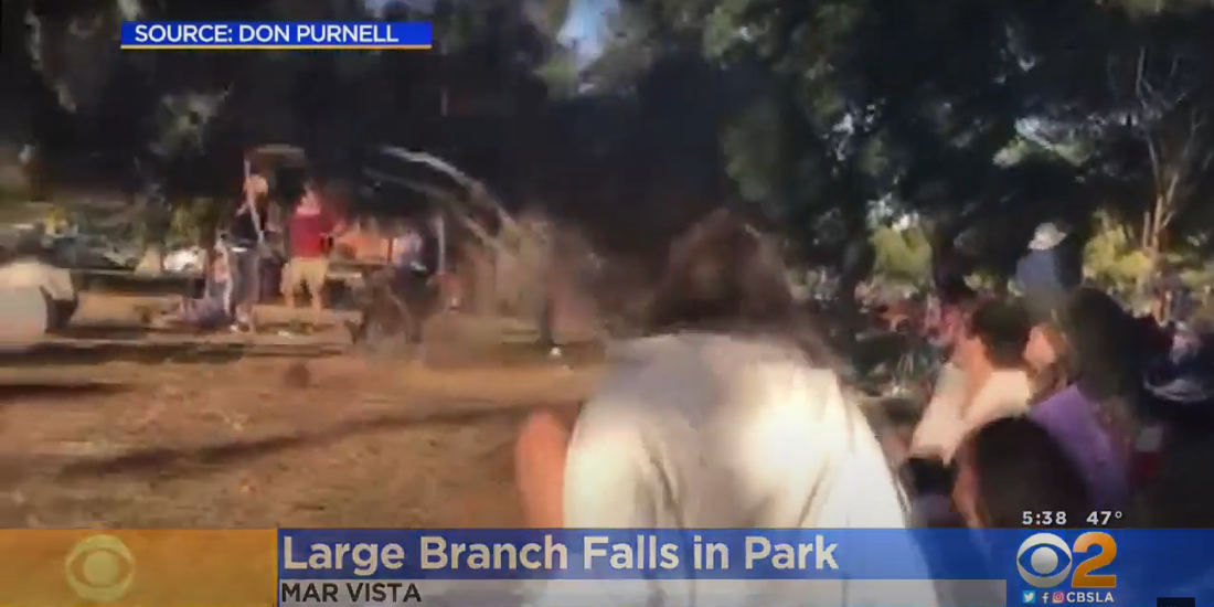 Giant Falling Tree Branch Almost Crushes Band During Park Concert