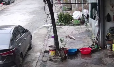Fish Flops To Freedom From Sidewalk Bucket To Storm Drain