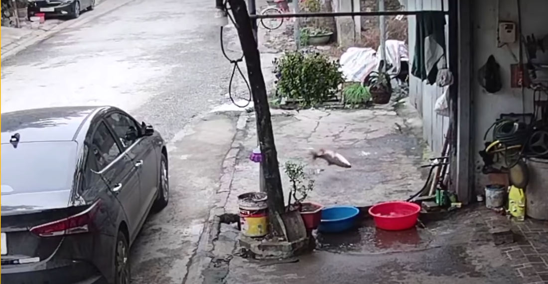 Fish Flops To Freedom From Sidewalk Bucket To Storm Drain