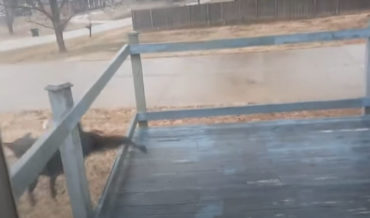 Dog Slides Across Frozen Deck, Manages To Land Relatively Graceful Dismount