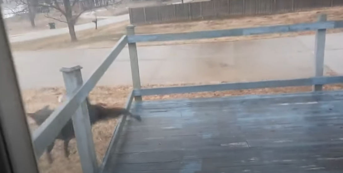 Dog Slides Across Frozen Deck, Manages To Land Relatively Graceful Dismount