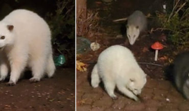 Leucistic Nearly All-White Raccoon Spotted In Oregon