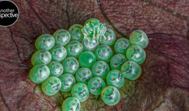 Macro Footage Of Tiny 1mm Stink Bugs Hatching