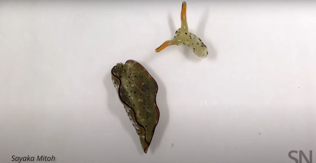 Video Of Sea Slug Head Crawling After Self-Decapitation To Rid Itself Of Parasites