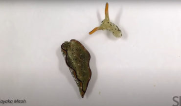 Video Of Sea Slug Head Crawling After Self-Decapitation To Rid Itself Of Parasites