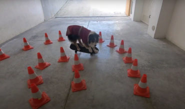 Mad Skills: Dog Leans On Skateboard To Navigate Tight U-Turn