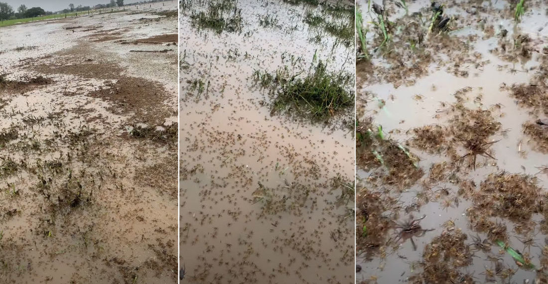 Video Of Hundreds Of Thousands Of Wolf Spiders Trying To Avoid Flood Waters