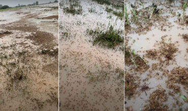 Video Of Hundreds Of Thousands Of Wolf Spiders Trying To Avoid Flood Waters