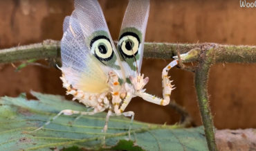 Target Mantis Performs 7-Minute Defensive Dance